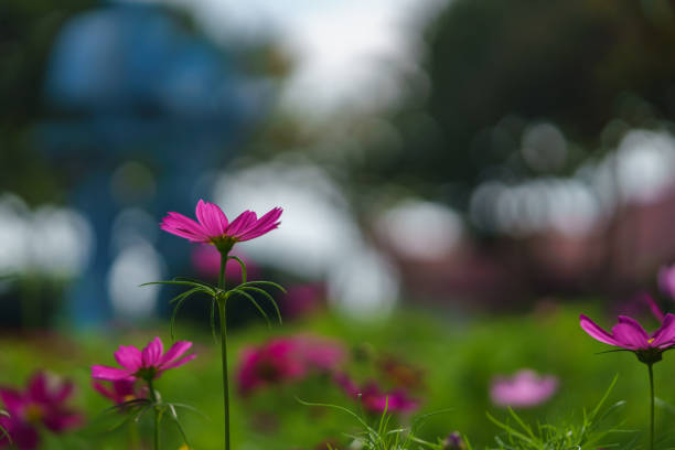 Closeup of red and pink Cosmos flower under sunlight with copy space using as background natural plants landscape, ecology wallpaper cover page concept.