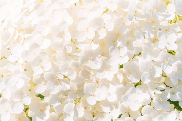 istock Lush white and yellow hydrangea flowers in summer. 1973016805