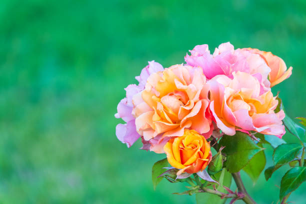 Close-up of a pink rose on green background. Rose flower on background blurry pink roses flower in the garden of roses. Nature.