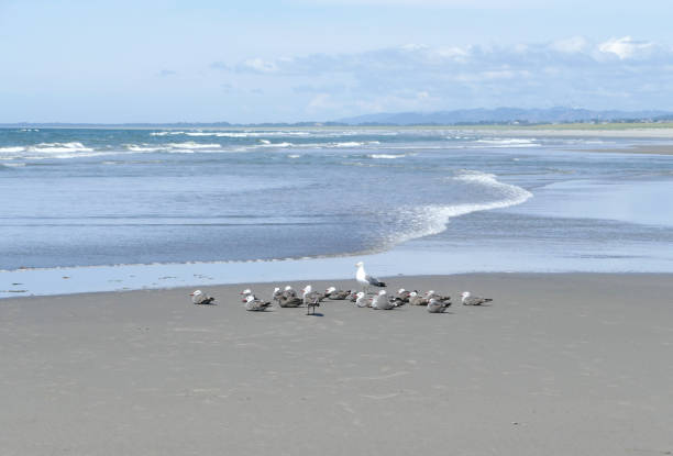 Looking at young seagulls on a beach in Washington state on the Pacific Ocean.