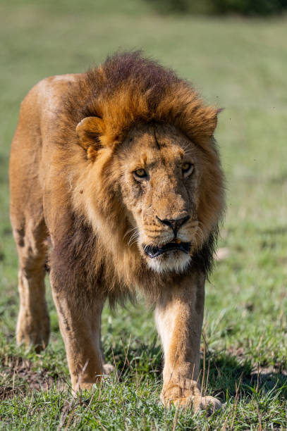 istock wild male lion cub in the grass 1973042989