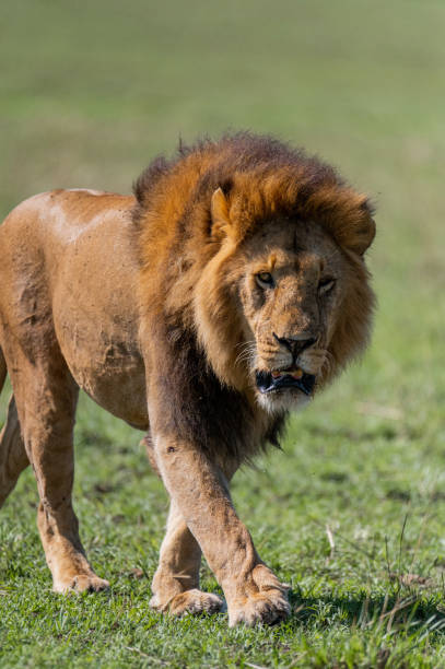 istock wild male lion cub in the grass 1973042992