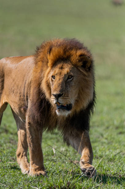 istock wild male lion cub in the grass 1973043506