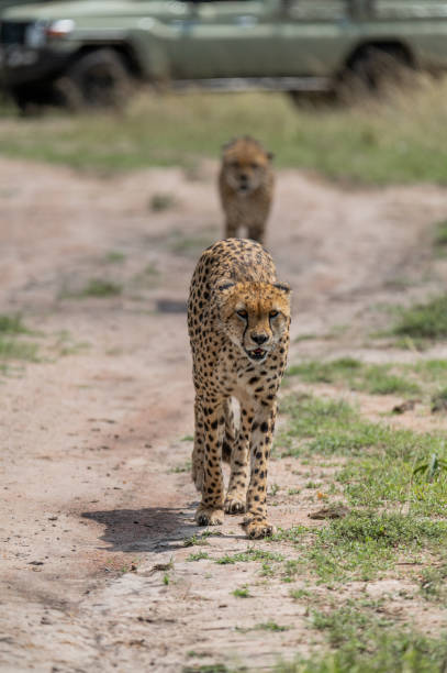 istock wild cheetah leopard in the grass 1973043528