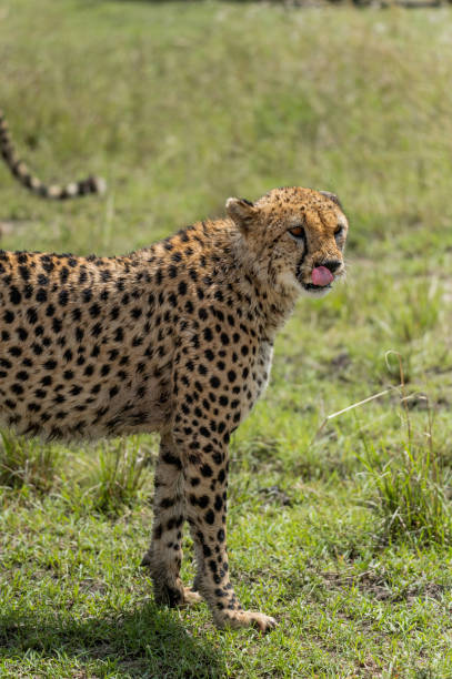 istock wild cheetah leopard in the grass 1973043531