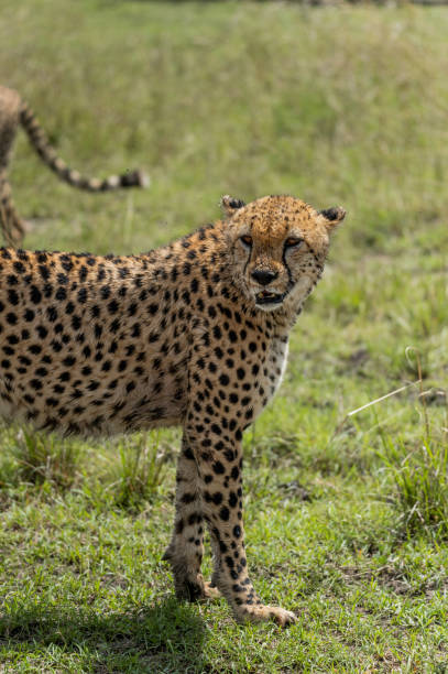 istock wild cheetah leopard in the grass 1973043532