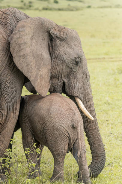 istock mother and baby wild elephant in the grass 1973044080