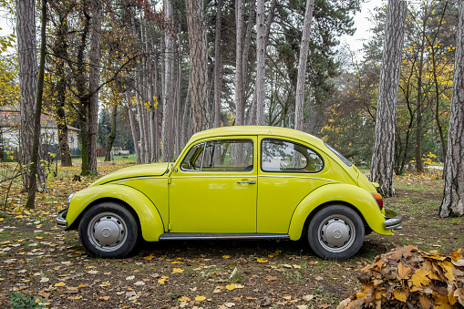 Volkswagen Beetle (KÃ¤fer)  in bright lime color is parked among the pines at Palic, Serbia, 19.11.2022