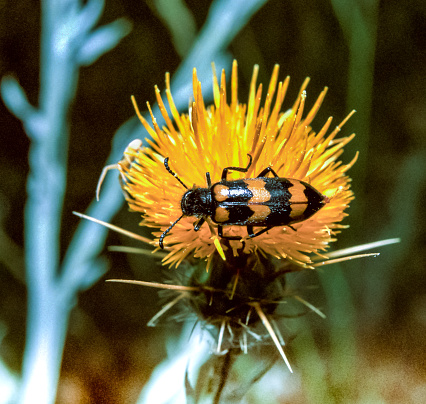 Mylabris variabilis - red and black beetle on a yellow flower, Ukraine