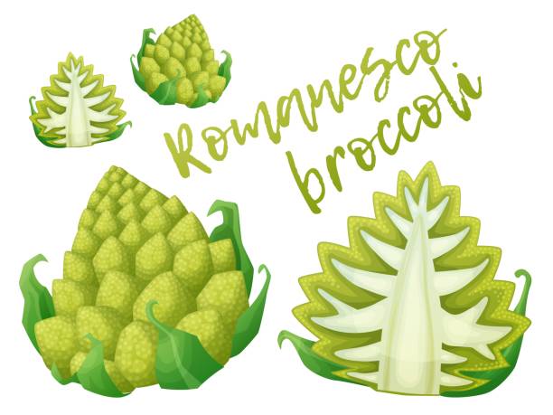 istock Romanesco broccoli whole and cut half vector icon, cauliflower vegetable cartoon illustration isolated on white background, healthy green vegetarian raw food 1973049768