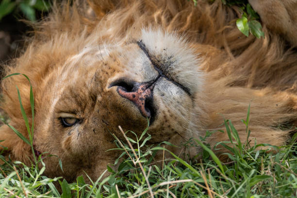 istock lion in the grass upside down 1973050313