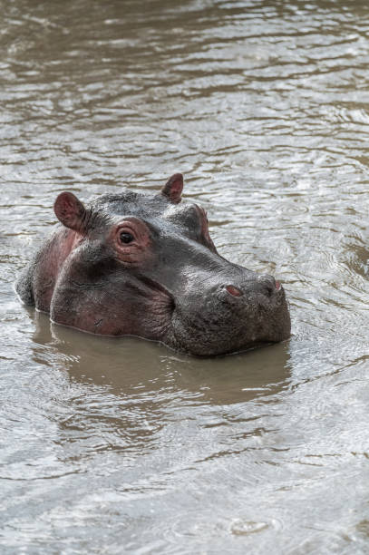 istock hippopotamus hippo in water wild 1973050314