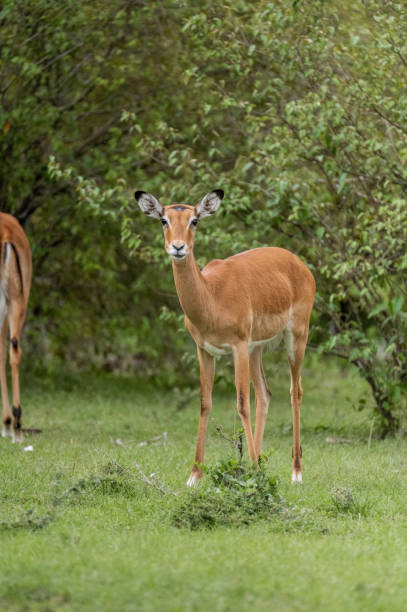 istock wild deer impala in the forest 1973051923