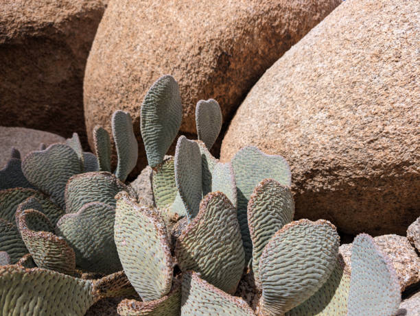 beavertail cactus in joshua tree national park, california - rattlesnake photos et images de collection