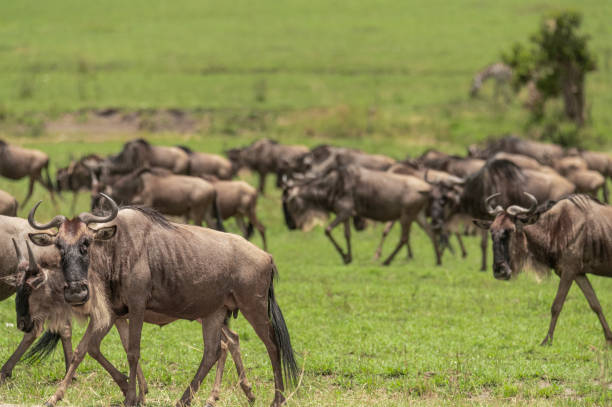 istock herd of wildebeest in the wild 1973055614