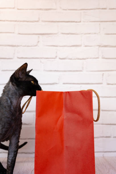immagine dolce e tenera in cui un gatto sfinge cerca di sbirciare all'interno di una borsa della spesa rossa con uno sfondo bianco mattone - domestic cat bag shopping gift foto e immagini stock