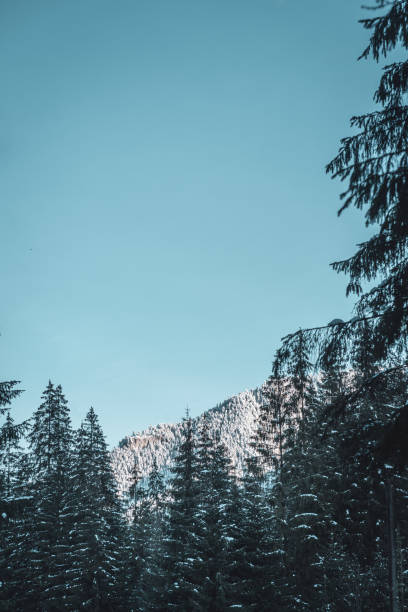 istock Winter pine forest covered scenic mount in Low Tatras, Slovakia 1973058276