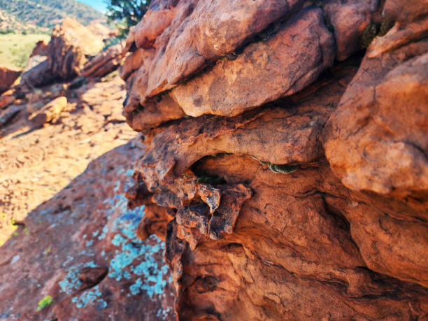 istock Life Among the Desert Rock 1973058802