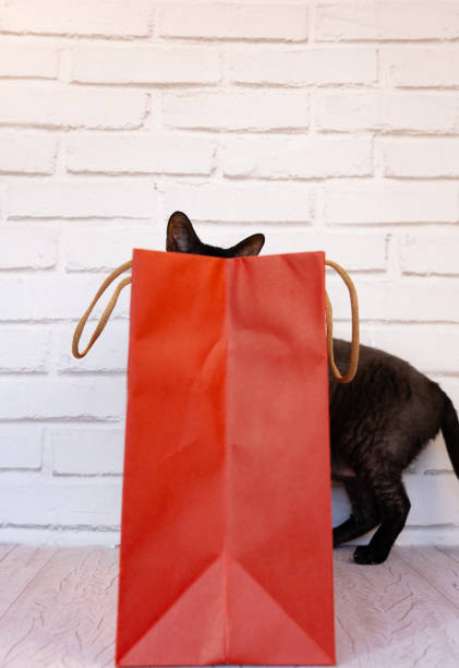 curiosa immagine in cui un gatto gioca e si nasconde dietro una borsa della spesa rossa, mostrando solo le orecchie e metà del corpo - domestic cat bag shopping gift foto e immagini stock