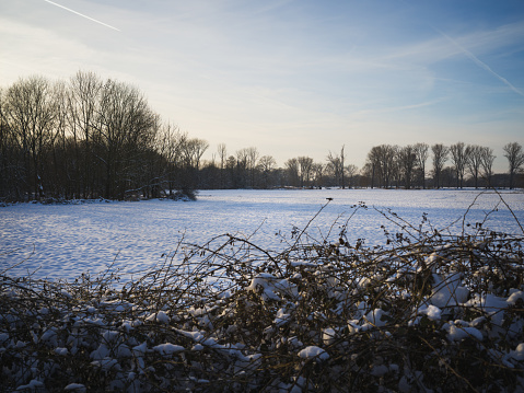 A meadow with bare trees on a snow-covered meadow. A wintwr scene.