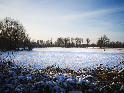 A meadow with bare trees on a snow-covered meadow. A wintwr scene.