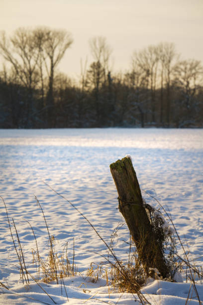 Old fence post in the light of the setting sun in a snowy landscape.