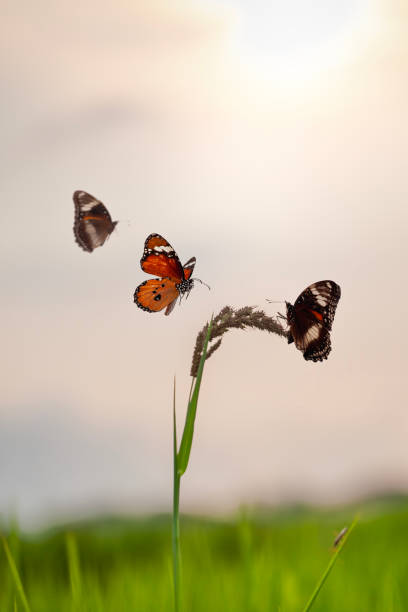 istock Butterfly in the rice field at sunset. 1973068155