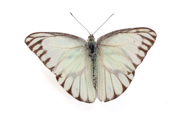 istock Butterflies on flower isolated on white background. 1973068189