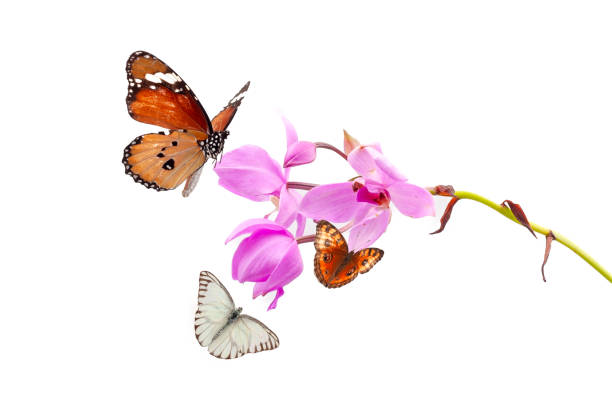A stunning close-up of purple orchids featuring unique striped petals. This elegant floral composition captures the beauty of nature in vibrant detail, perfect for artistic and decorative use.