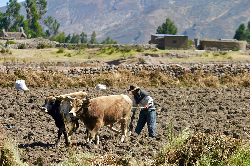 Chivay, Arequipa Region, Peru.  May 19th 2006.   Using a plough pulled by oxen to harvest pototoes in a field outside Chivay, Peru.