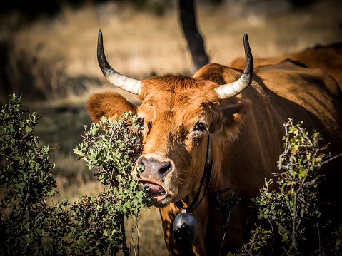 Close and funny beautiful limousine cow portrait