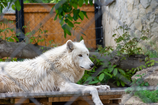A white wolf is lying in a cage, resting....