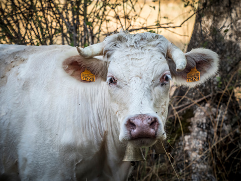 Close and funny beautiful charolaise cow portrait