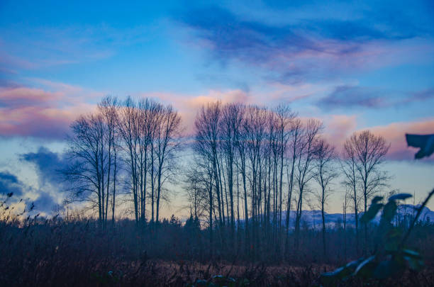 Deer Lake Park at sunrise with pink clouds and trees in silhouette, Burnaby, BC