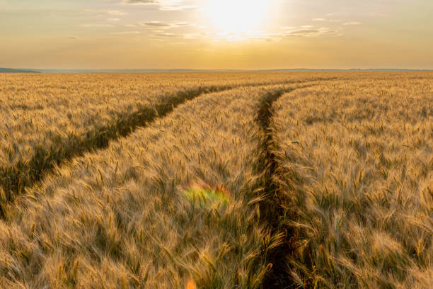 istock Yellow wheat field illuminating the sun at sunset 1973069573