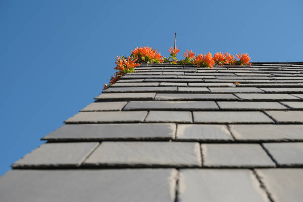 Flowers blooming on the roof