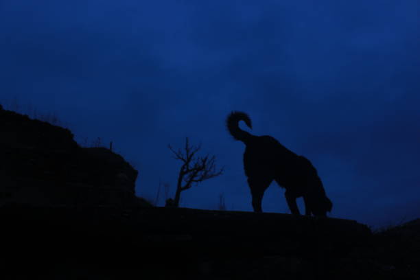 The dog in the dark