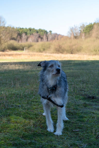 istock Attentive Dog in a Tranquil Field 1973073786