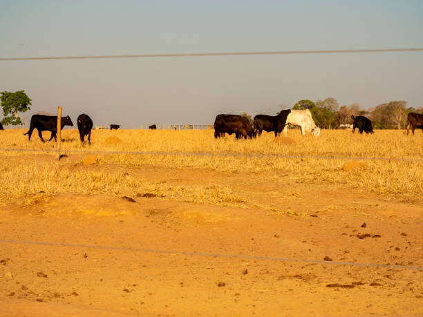 Cows are grazing on a dried out savannah in Brazil