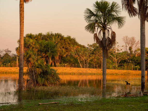 istock Sunset in rural Brazil 1973084299