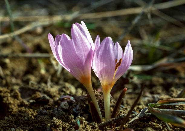 Ephemeral flowers, primroses in the wild (Colchicum ancyrense), autumn crocus Ephemeral flowers, primroses in the wild (Colchicum ancyrense), autumn crocus, meadow saffron and naked lady meadow saffron stock pictures, royalty-free photos & images