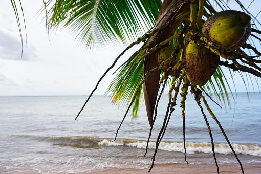 Coco tree in Itacaré beach