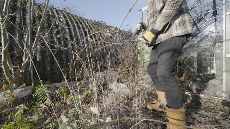 Cleaning the Brambles Around An Overgrown  Green House