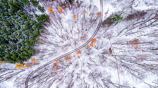 Forest path in winter - aerial view