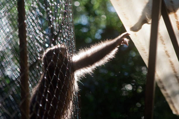 istock Monkey reaching through a fence for her companion on the outside 1973109241