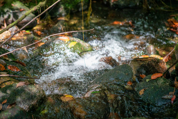 istock A small, beautiful stream with crystal-clear waters within the Parque das Neblinas private protected area. This is where the water that supplies the Itatinga River in São Paulo originates. 1973112869