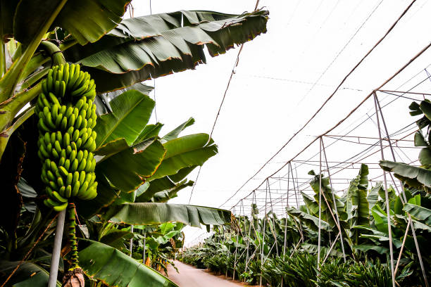 Photo picture of Green Bananas Hanging on Banana Tree