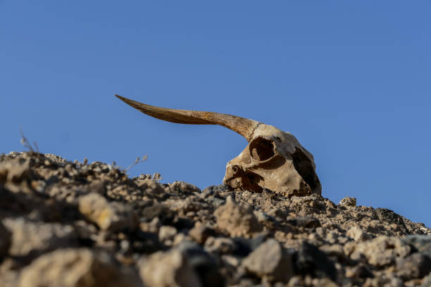 Closeup of animal bone on arid soil, showing urgency of resources and fragile ecosystem facing prolonged drought in rural production