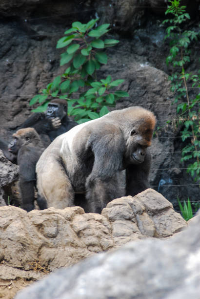 istock bear in zoo, digital photo picture as a background 1973116187