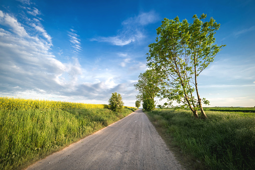 Summer, perspective, country road among trees and green meadows with blue sky.